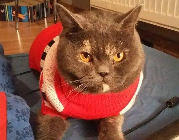 Mela jest kotem, koty tak jak ludzie wymagają tolerancji i szacunku.